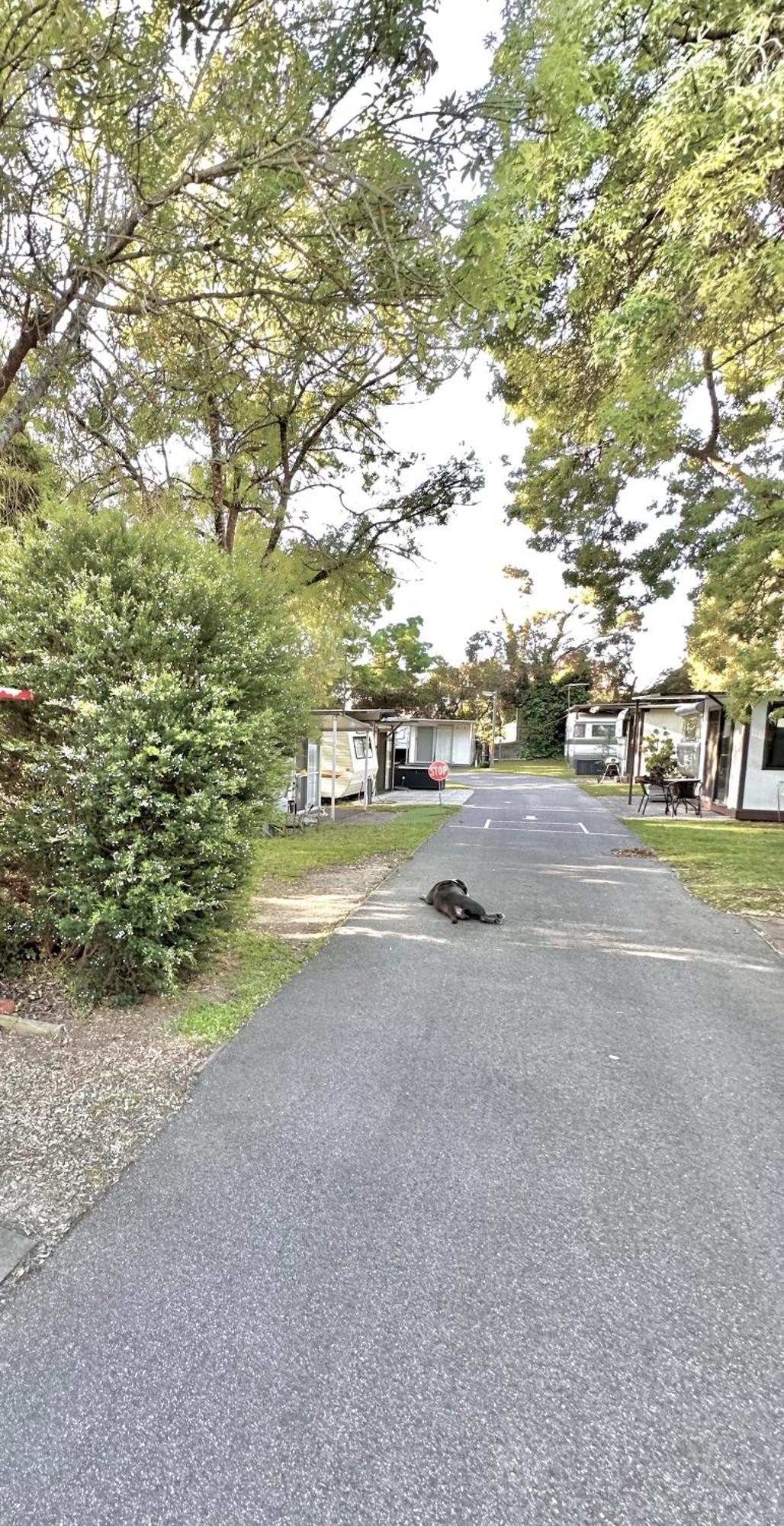 Mornington Peninsula Retro Caravans Rye Dış mekan fotoğraf